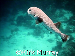 One of two Puffer stayed with me for 10 minutes by Kirk Murray 